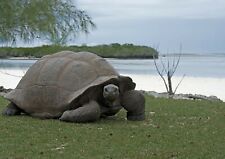 Giant aldabra tortoise for sale  Shipping to Ireland