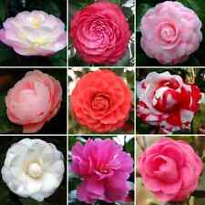 Camellia plant shrubs for sale  MARCH