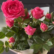 Miniature rose indoor for sale  UK