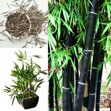 Semillas de bambú negro. Phyllostachys Nigra. Semillas viables de plantas exóticas - vendedor del Reino Unido segunda mano  Embacar hacia Argentina