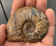 Ammonite pleydellia verpilliè d'occasion  Les Abrets