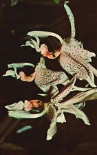 Used, Vintage Postcard Stanhopea Oculata Lindl Orchids Central America Mexico for sale  Shipping to South Africa