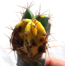 Used, 26. Lemaireocereus pruinosus variegata 4.5x3.5cm, grafted, stenocactus, cactus for sale  Shipping to South Africa