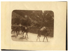 Tunisie caravane chameaux d'occasion  Pagny-sur-Moselle