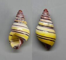 Shells - Amphidromus laevus romaensis 27.1 mm.  landsnail - Indonesia for sale  Shipping to South Africa