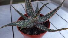 Aloe peppermint 1.5 for sale  PETERHEAD