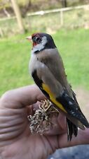 Taxidermy birds victorian for sale  UK