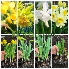 Daffodil bulbs narcissus for sale  WISBECH