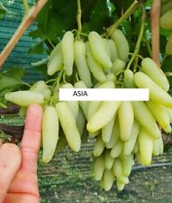 Asia seedless grape for sale  New York