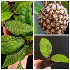 Hoya callistophylla fragrant for sale  NOTTINGHAM