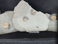 Jurassic coast fossils for sale  WEYMOUTH