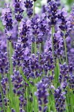 Lavender twickle purple for sale  Jackson