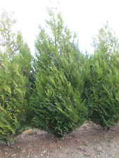 western red cedars for sale  Albany