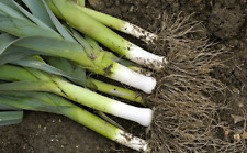 Leek musselburgh veg for sale  BECCLES