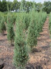 Juniperus scopulorum blue gebraucht kaufen  Zetel
