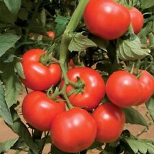 Tomato shirley plug for sale  BECCLES