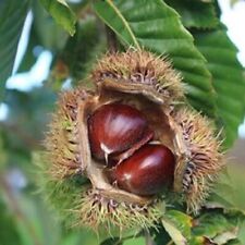 Live chinese chestnut for sale  Saint Louis