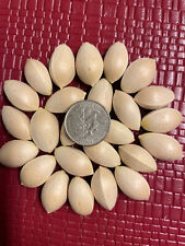 Ginkgo biloba seeds for sale  Somersworth