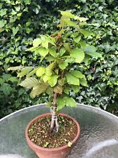 Bonsai beech tree for sale  ERITH