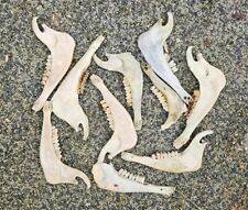 Mixed sheep jaw for sale  PLYMOUTH