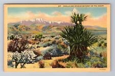 Cholla And Spanish Bayonet On The Desert, Scenic View, Antique, Vintage Postcard for sale  Shipping to South Africa