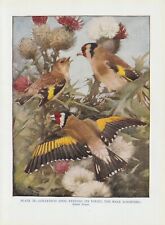 Goldfinch colour printing for sale  Shipping to Ireland