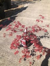 Acer palmatum beni for sale  WORTHING