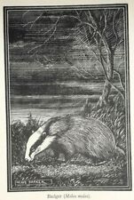 Badger 1941 print d'occasion  Expédié en Belgium