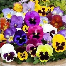 200 mixed pansy for sale  DRIFFIELD