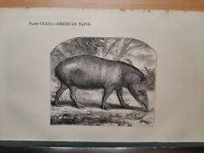 1860 tapir riginal gebraucht kaufen  Bad Nauheim