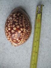Tiger cowrie shell for sale  SALISBURY