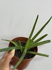 Aloe vera healthy for sale  Jersey City