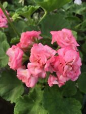 Pelargonium geranium rosebud for sale  NORTHWICH