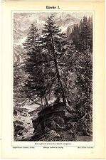 1890 botanical larch for sale  Shipping to Ireland