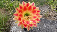 Echinopsis trichocereus hybrid gebraucht kaufen  Leutershausen