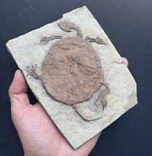 Real turtle fossils for sale  Shipping to Ireland