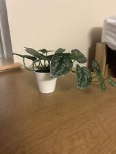 fake office house plant for sale  Topsfield