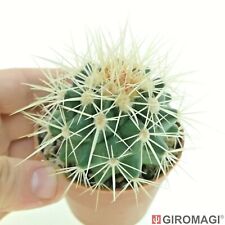 Echinocactus grusonii potø6 usato  Cortona