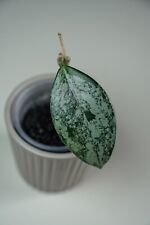 Different hoya for sale  Shipping to Ireland