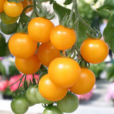 Cherry tomato tumbling for sale  LLANDYSUL