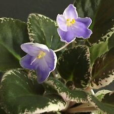 African violet plant for sale  Newport