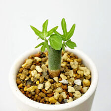 High8-10cm Succulent Plant Adenia venenata Root tuber Home Garden Plant, used for sale  Shipping to South Africa