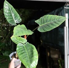 Philodendron urraoense climbin for sale  Hollywood