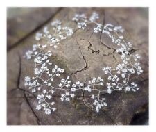 Bridal hair vine for sale  ROMNEY MARSH