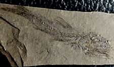 fossil fish for sale  Shipping to Ireland