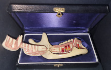 Altes anatomisches modell gebraucht kaufen  Köditz