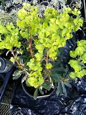 Euphorbia purpurea litre for sale  BURY