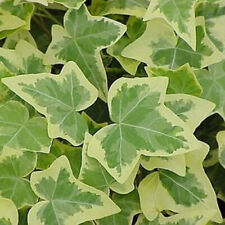 Hedera gold edged for sale  UK