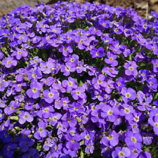 Groundcover aubrieta whitewell for sale  Sevierville