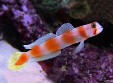 Pink bar goby for sale  SWINDON